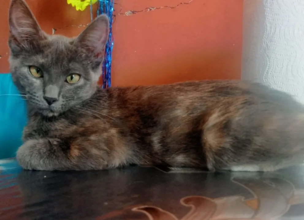 Convocan a una vigilia en contra del maltrato animal luego del caso de la gata asesinada a golpes