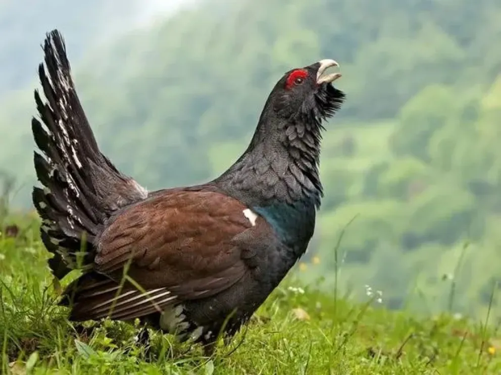 España: fracasa proyecto de conservación del urogallo cantábrico