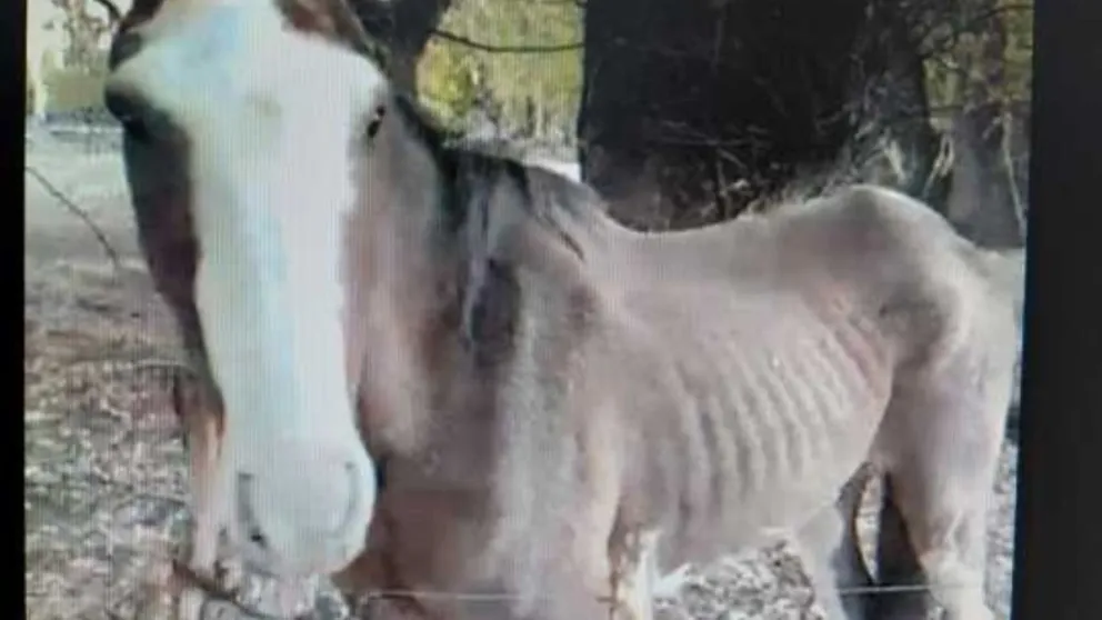 Declararon a un caballo como sujeto de derecho no 