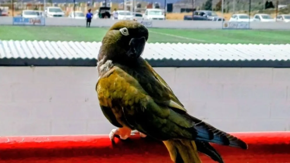 Buscan nuevamente a Pepa, la lora que desapareció 