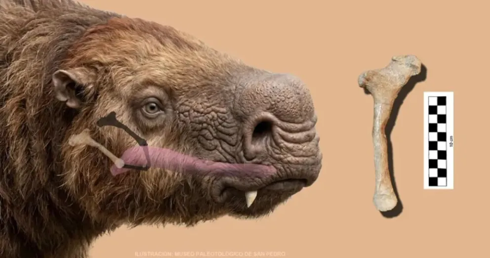 Hallan en Argentina el primer hueso hioides de un perezoso gigante