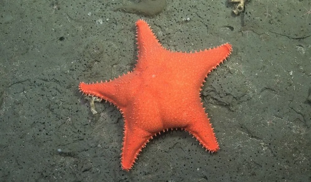 Científicos del CONICET explorarán cañones submarinos frente
