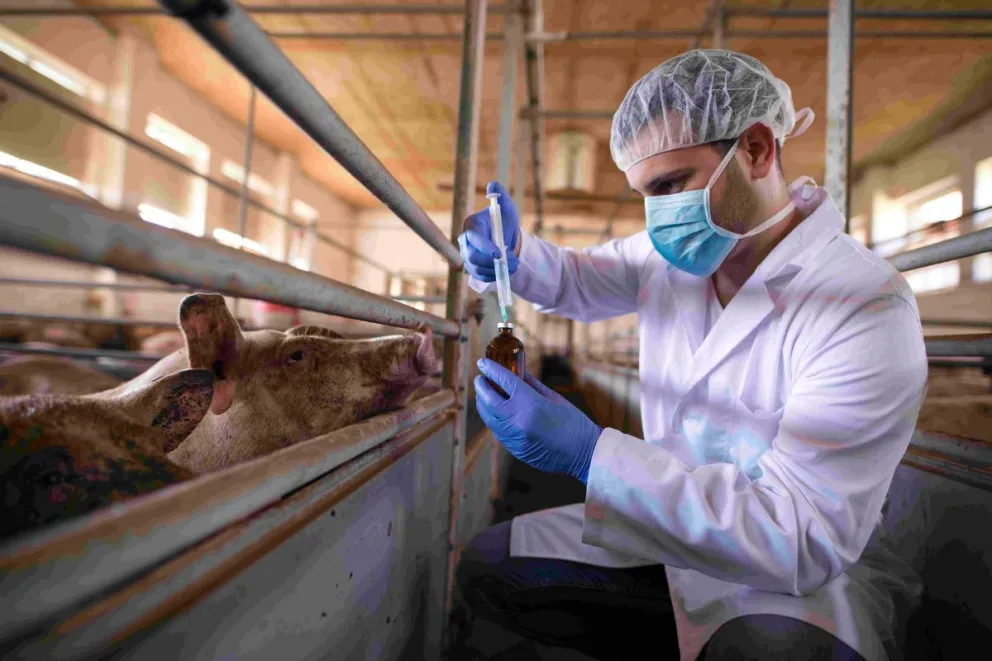 Advierten sobre un presunto caso de triquinosis en
