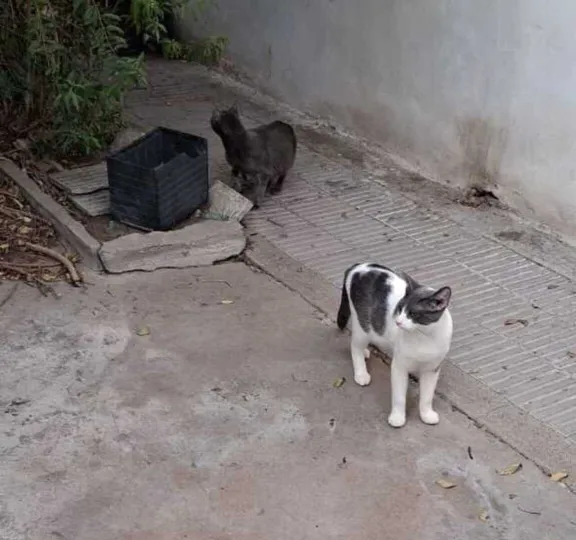 Rescataron más de 50 gatos hacinados en una casa en Rawson: encontraron animales muertos