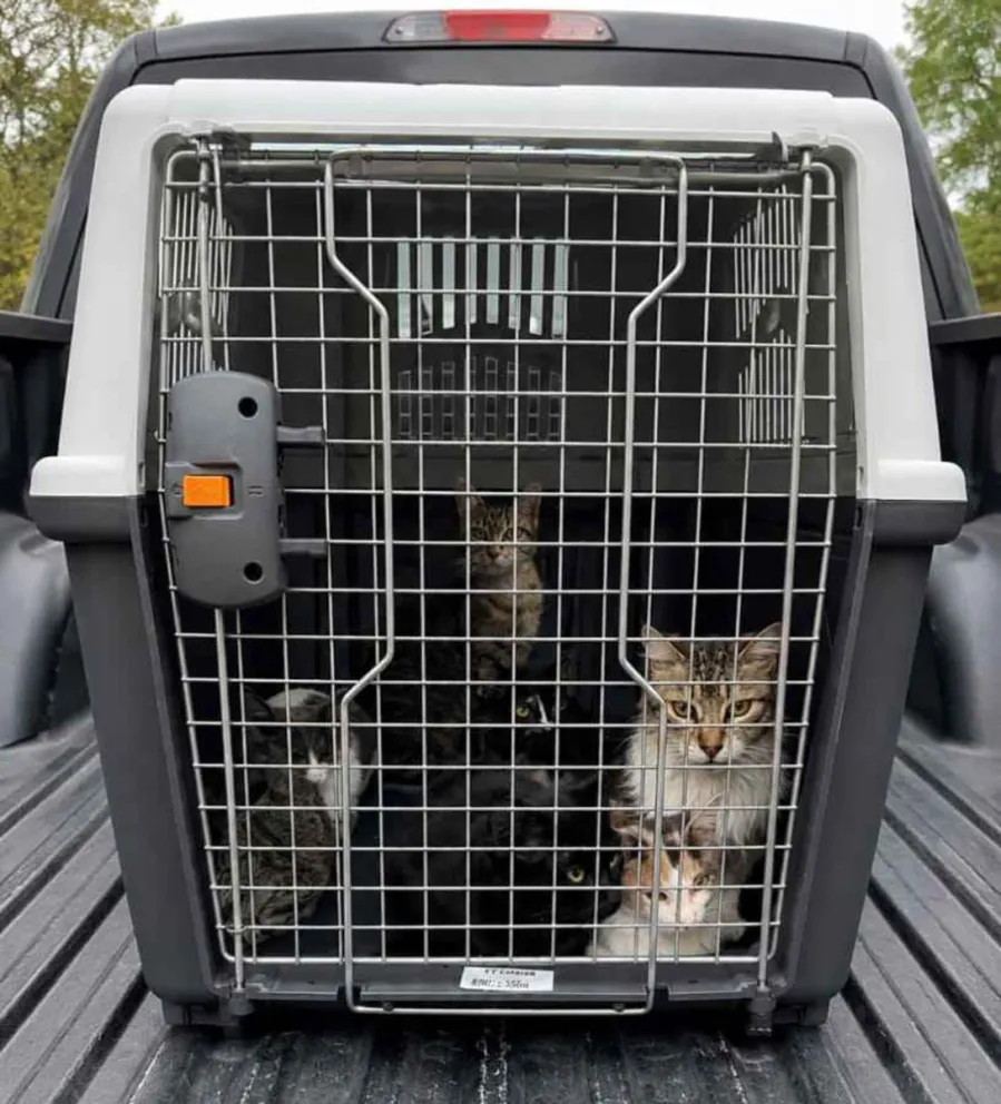 Con urgencia buscan tránsito para los 50 gatos rescatados del maltrato animal en Rawson