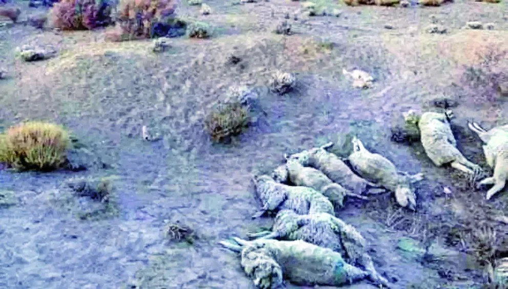 Abigeato en Paso del Sapo: recuperan 54 animales y hallan 35 muertos