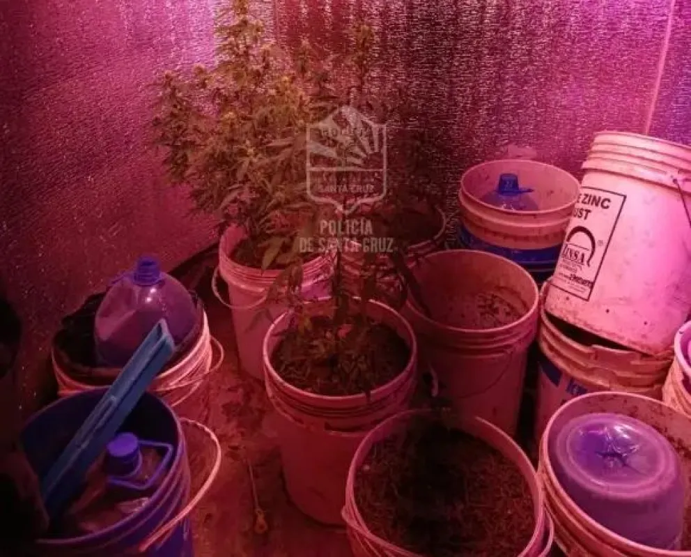 Caleta Olivia: allanamiento por una causa de amenazas terminó con el secuestro de plantas de cannabis