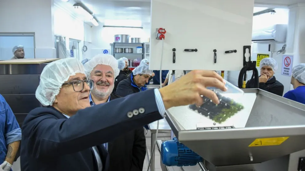 La temporada 2026 de extracción de aceite de oliva culminó con excelentes resultados