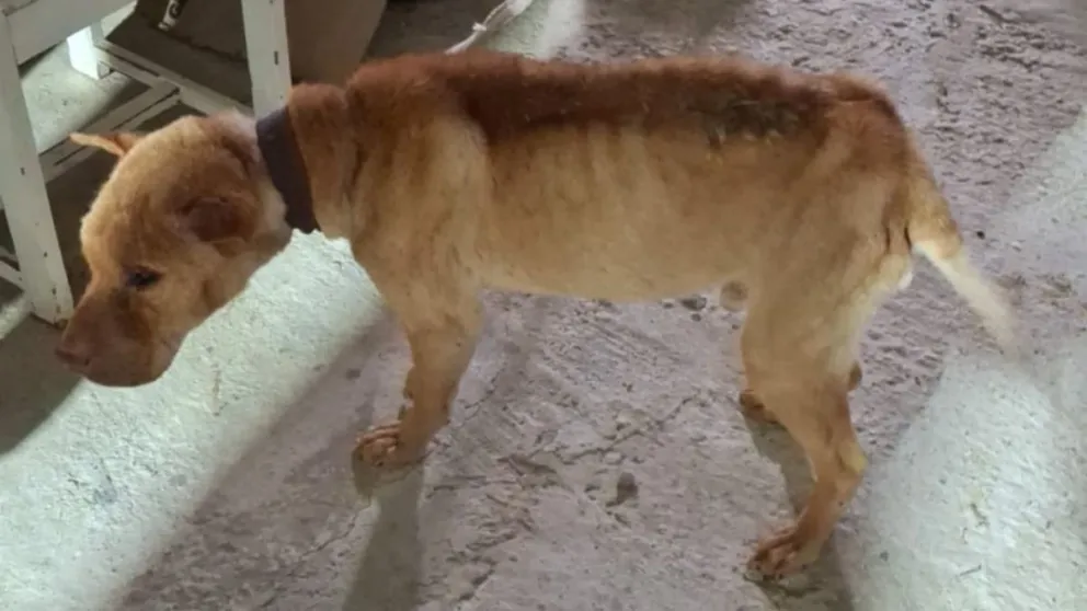 Investigan un presunto caso de maltrato animal en el San Cayetano