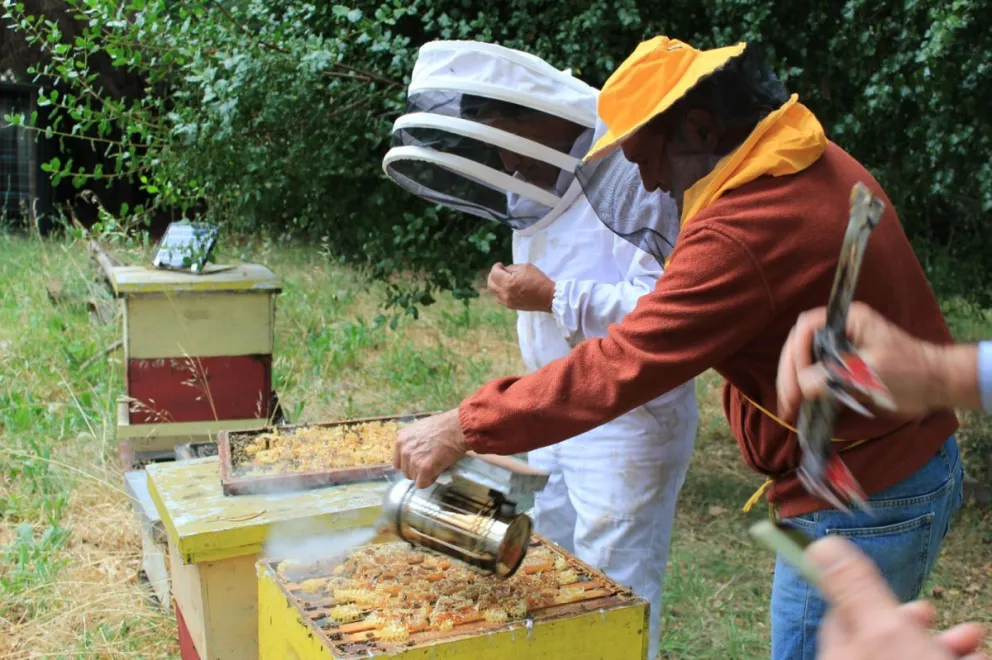Por qué se celebra cada 21 de junio el Día del Apicultor