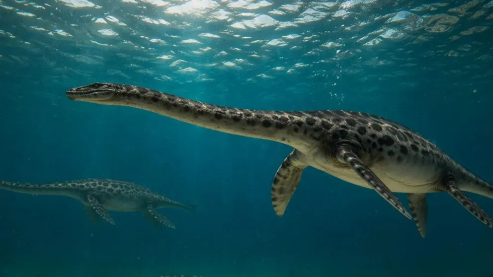 Hallaron en Chubut el cráneo casi completo de un plesiosaurio enano que habitó la Patagonia hace 66 millones de años