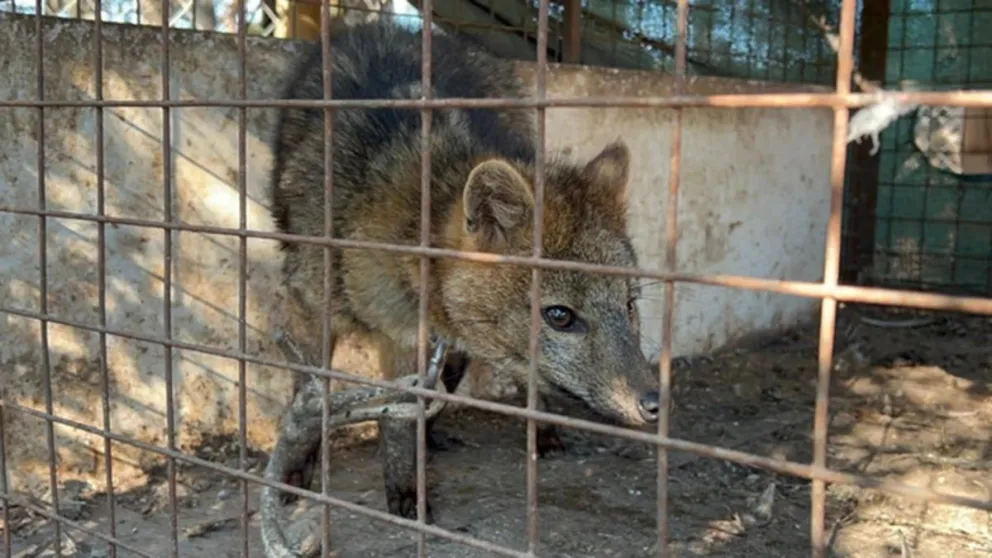 Rescatan a un zorro encadenado en un comercio de San Pedro