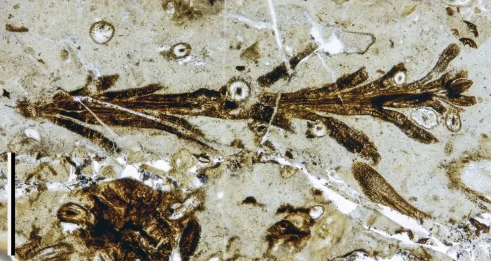 Imágenes de la Austrohamia vitrea, Museo "Egidio Feruglio".