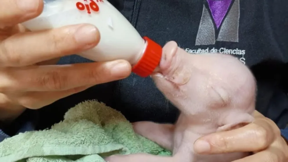 Argentina hizo historia con el primer cerdo clonado para futuros trasplantes
