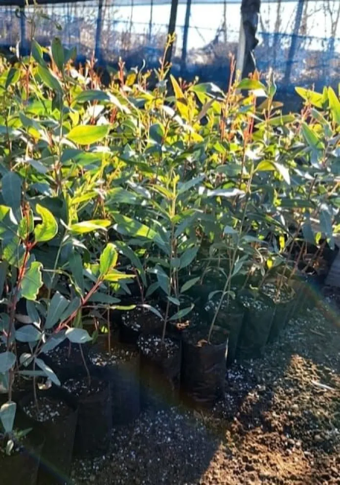 La producción de olivos crece en Rawson