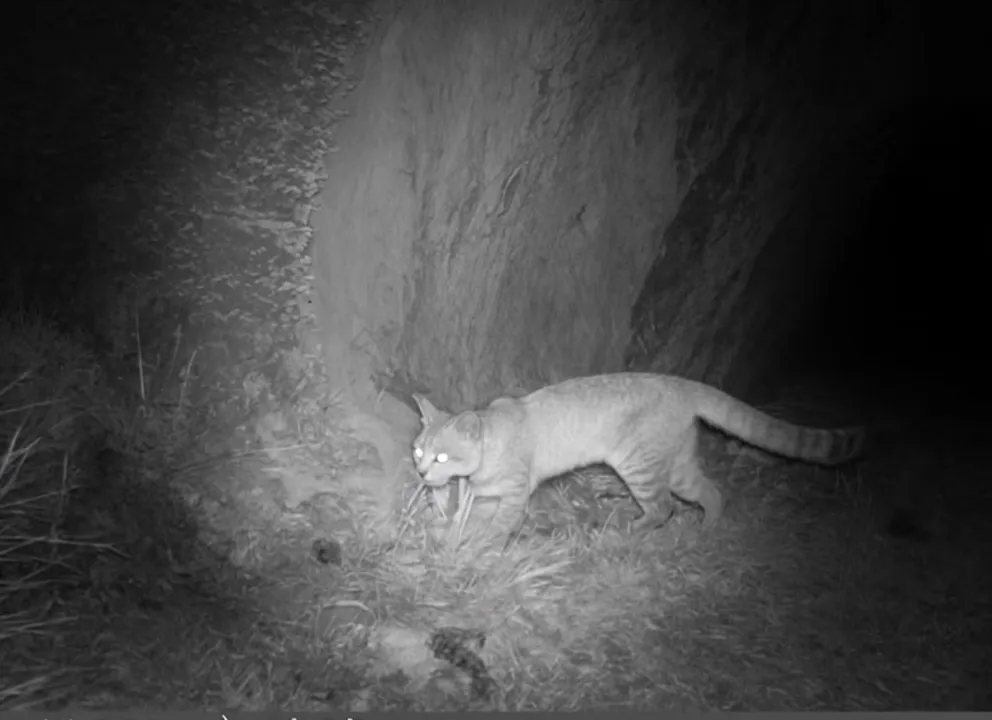 El “fantasma de los Andes” fue captado por las cámaras trampa en Malargüe. Foto: Energía y Ambiente Mendoza