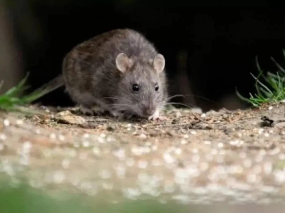 El hantavirus es una enfermedad trasmitida por el ratón cola larga que vive en zonas rurales de Chile.