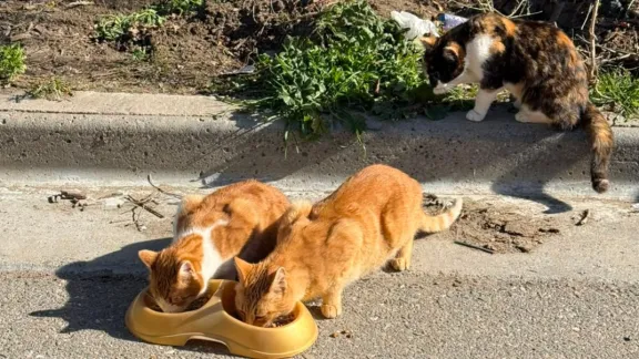 Necesitan tránsito y adopción para los gatos de una vecina fallecida de Km 3