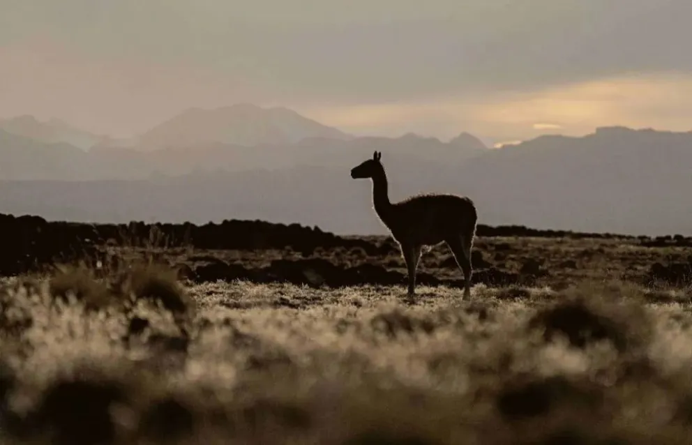 Cada Día Internacional del Guanaco representa una oportunidad para concientizar acerca de la importancia de esta especie emblemática que conecta paisajes y culturas en América del Sur. (Imagen: Diego Cabanas – gentileza WCS Argentina.)
