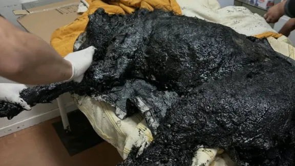 Rescataron a un perro empetrolado en Kilómetro 5