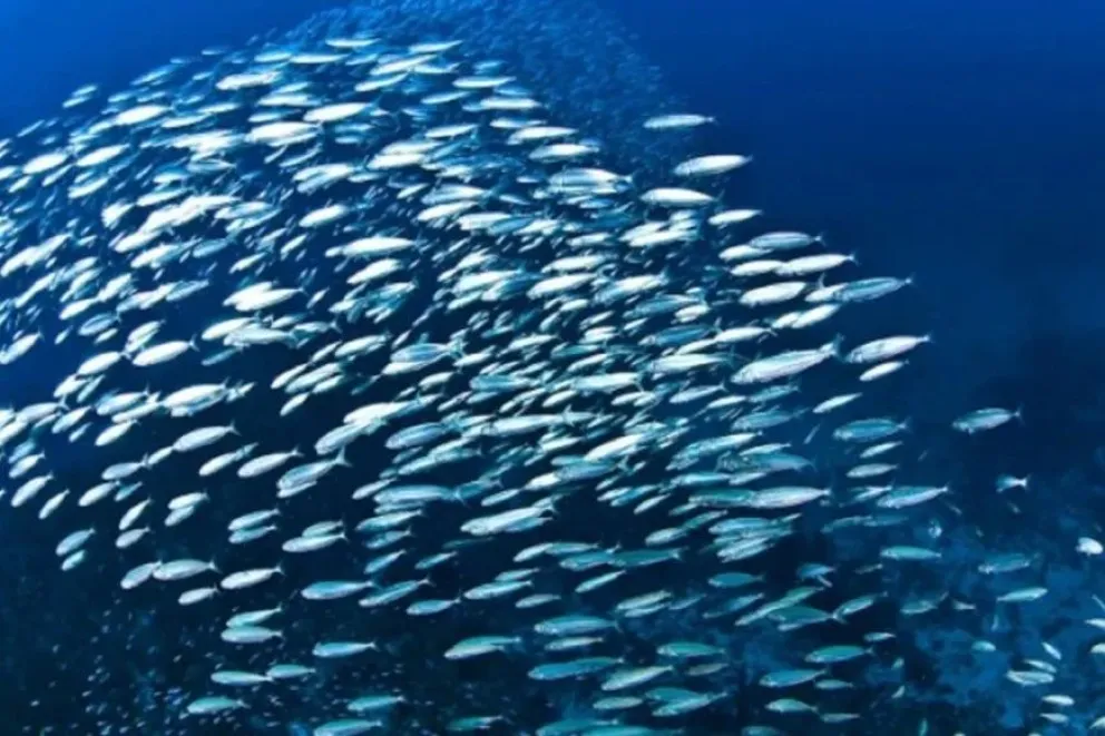 Aunque mide tan solo unos pocos centímetros, este espécimen cumple un rol vital para alimentar al mar patagónico.
