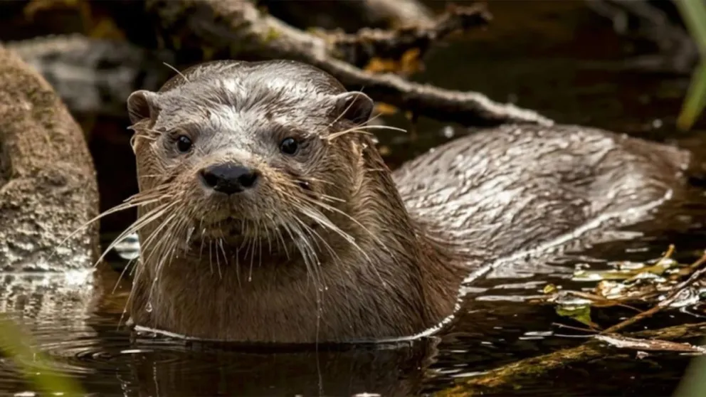 El regreso del huillín en Los Alerces representa un avance significativo para la conservación de especies nativas 