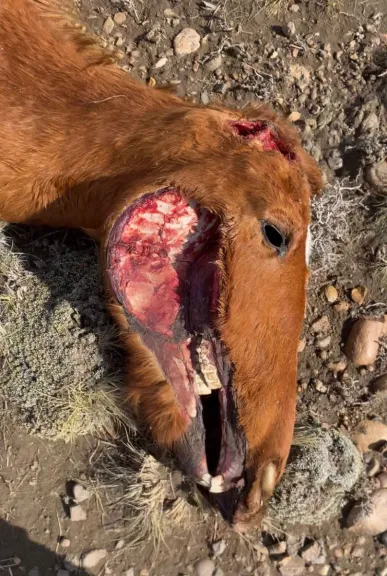 Misterio en Río Mayo por caballos mutilados: la Policía interviene de oficio
