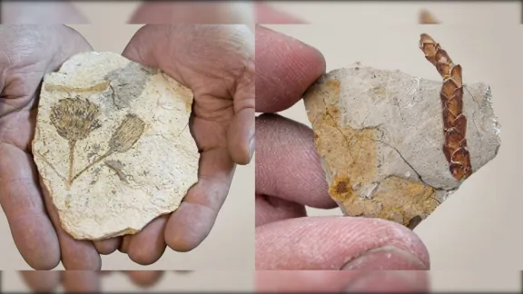 Trelew albergará un congreso de paleobotánica y palinología con más de 200 especialistas