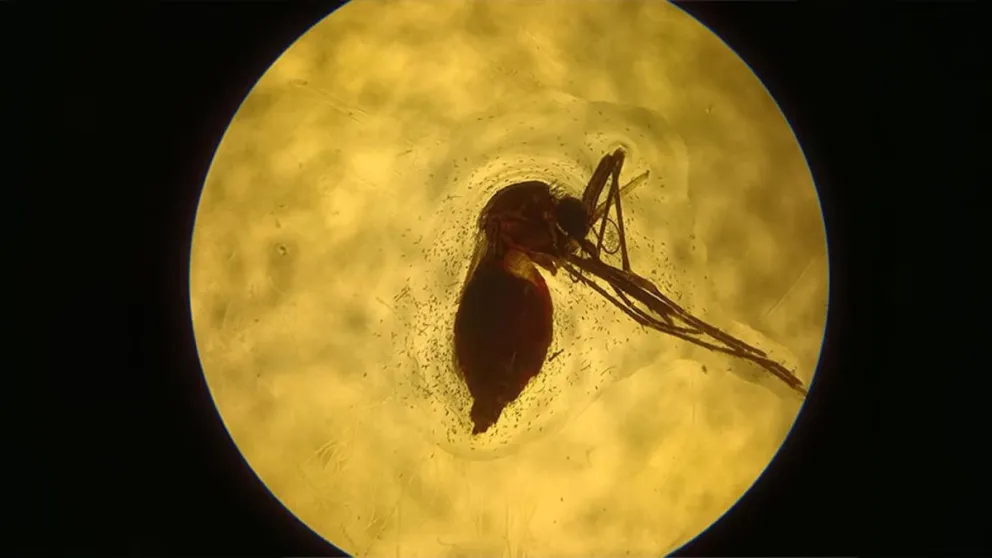 Hembra de Aedes aegypti con el abdomen lleno de sangre suplementada con suero de animales inmunizados.