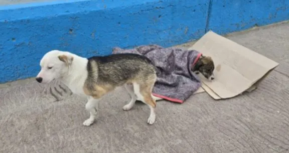 Los perros rescatados en el mar están recuperándose en el dispensario canino