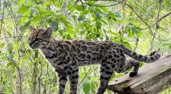 Identifican una nueva especie de felino salvaje hallada tras ser criada como mascota en Bolivia