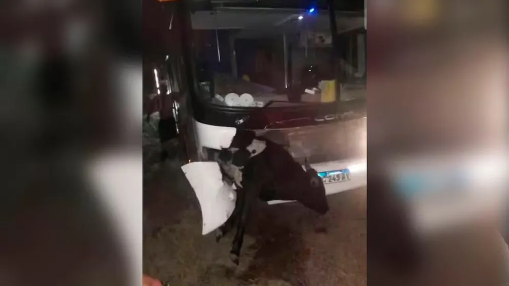 El animal quedó atravesado en la parte delantera del vehículo y murió como consecuencia del fuerte impacto.