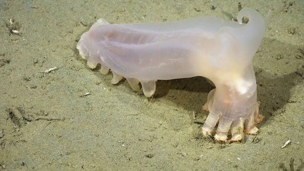 El pepino de mar bautizado como Loki. (ROV SuBastian / Schmidt Ocean Institute)