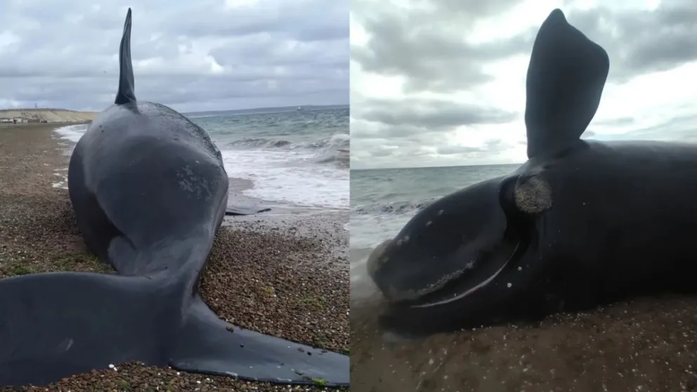 Preocupación en Chubut: encontraron otra ballena franca austral muerta en la costa // Fotos: gentileza de Mario Acosta