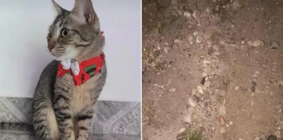 Chemi, el gato atigrado gris que murió en el incendio de Las Heras, junto al lugar donde fue enterrado por las proteccionistas.