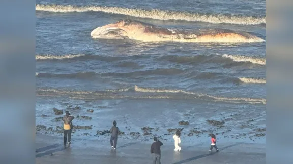 Tras varios días sin registros, hallaron otra ballena muerta en el centro de Puerto Madryn